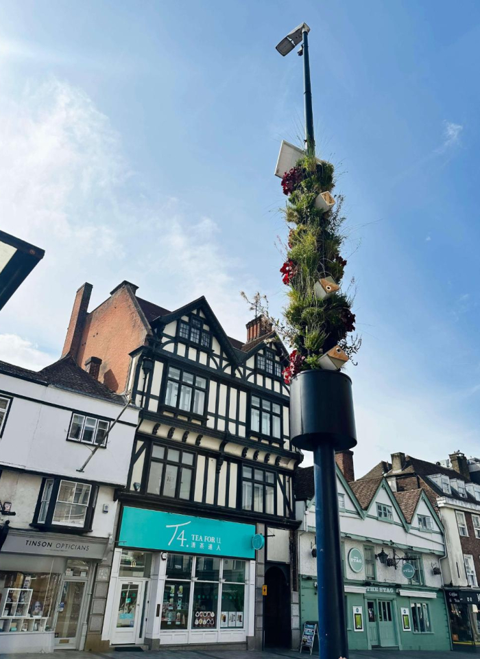 Living Pillars 6(C) Lucy Byrne MBC